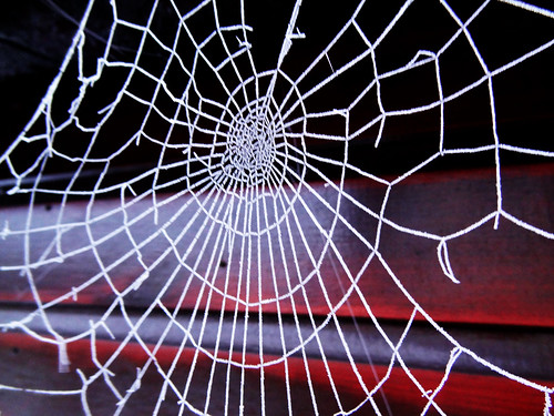 Spider's Web on Summerhouse