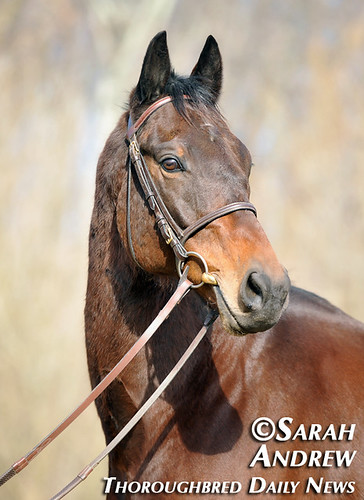 Retired Racehorse Training Project’s 100 Day Thoroughbred Challenge: Suave Jazz