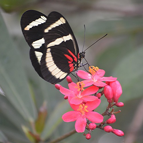 Heliconius hewitsoni is nectaring on hot pink Jatropha by jungle mama