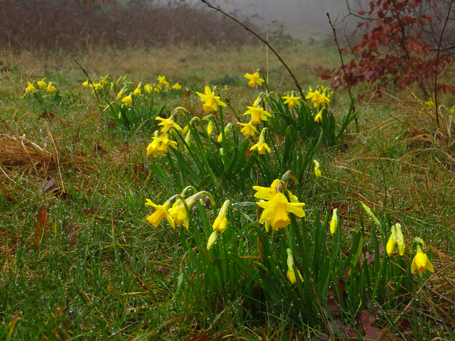 Daffodils on Preacher's Hill