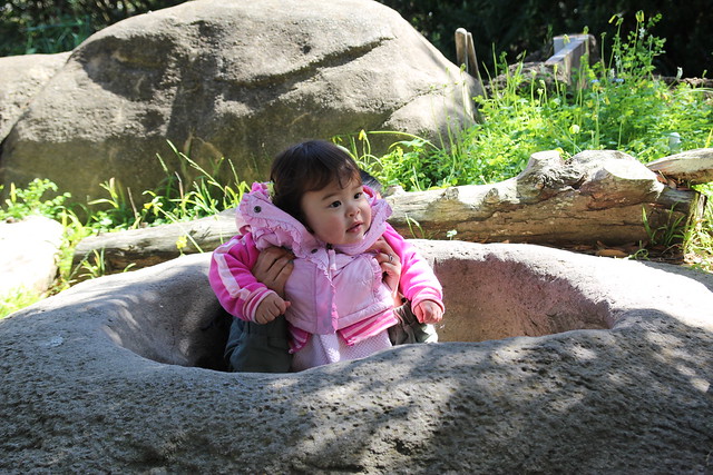 Mio popping out of the prairie dog hole at the San Francisco Zoo