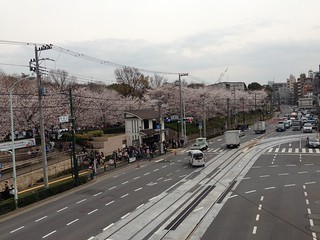 Cherry blossoms at Asukayama