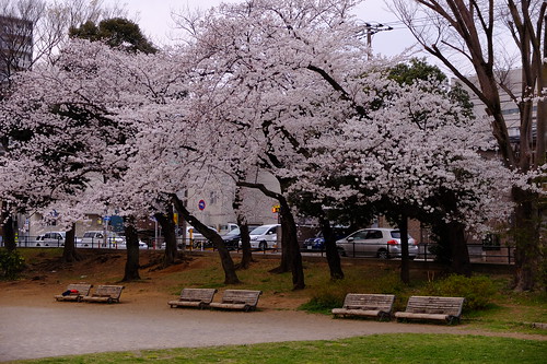 park surrounded by cherry blossoms