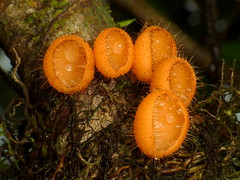 Fungi of Ecuador