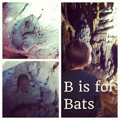 Bats ... at FL Caverns - we learned they are extremely helpful for the environment & for our health #homeschool #hswildlife