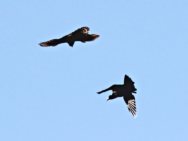 Merlin chases crow 20130328
