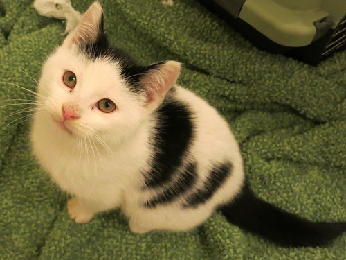 Adoptable from Toronto Cat Rescue (Jan 21/2013) - Corwin