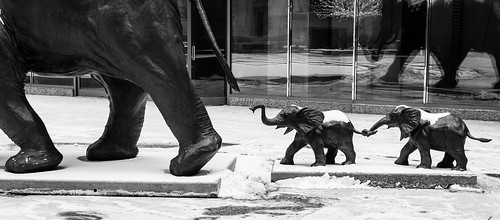 Snow for baby elephants - #24/365 by PJMixer