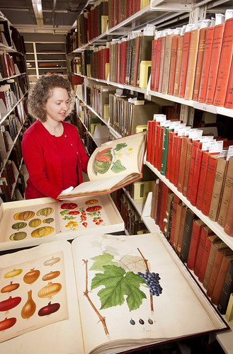 Special Collections librarian Sara B. Lee selects fruit and vegetable images from the Rare Book Collection at the USDA National Agricultural Library
