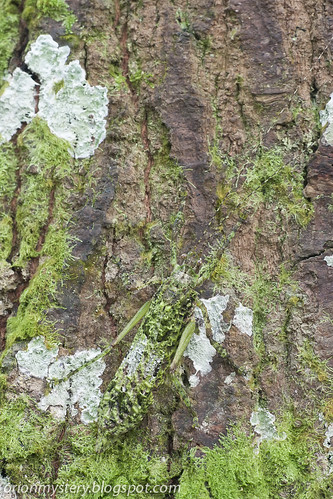 Lichen mimic katydid Olcinia sp. IMG_6979 copy