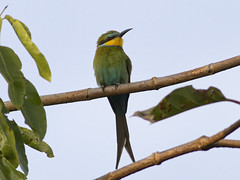 Svalebieter ( Swallow-tailed Bee-eater)