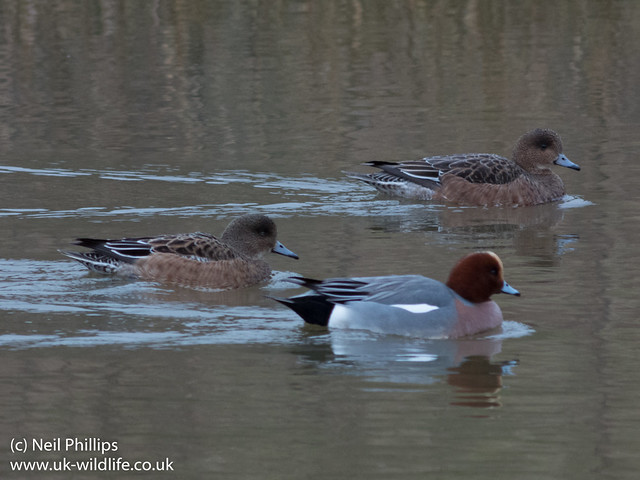 wigeon uncropped Pentax Q + 300mm