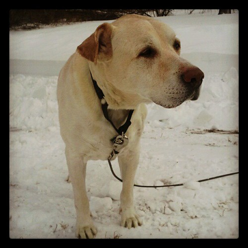 My big watching his Daddy snowblow the driveway. #Blizzard2013 #Nemo #dogstagram #bigdog #snow