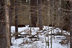 2013-02-16 - Lazy Deer