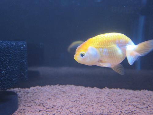 Goldfish Mar. 2, 2013 (6)