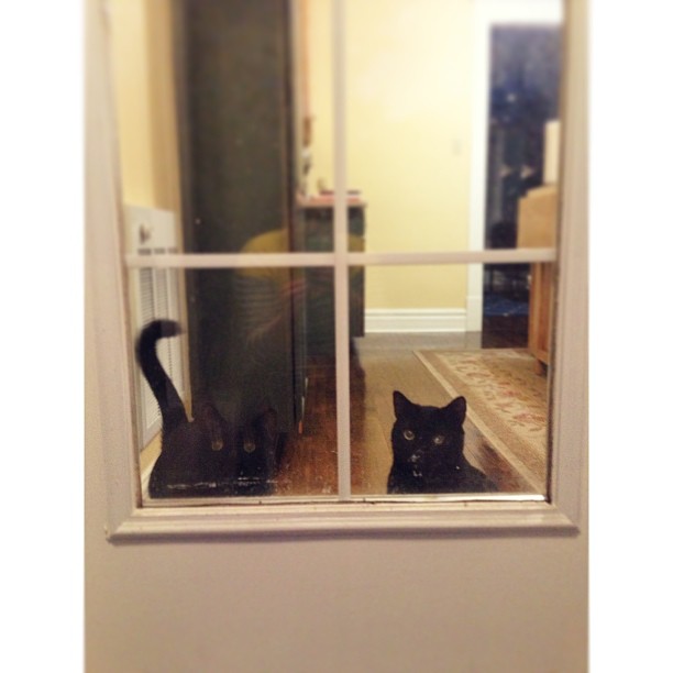 They can't figure out why I took all the fun trash outside. #PicTapGo