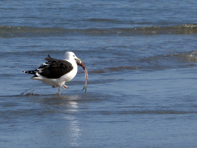 Great Black-backed Gull with fish scraps
