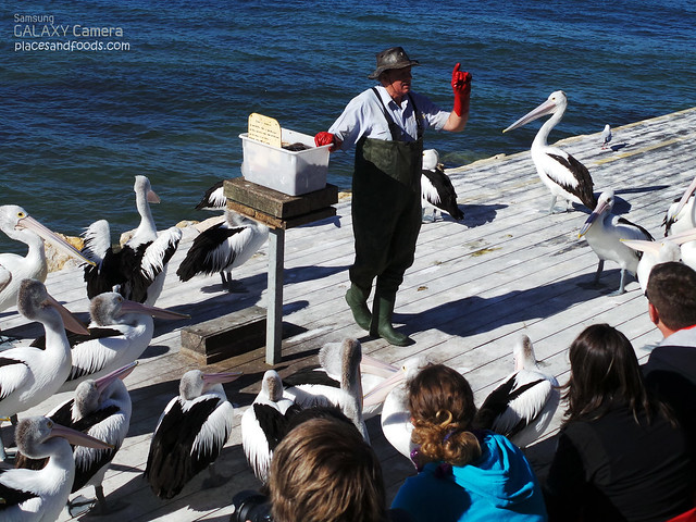 pelican feeding briefing