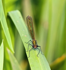 Dragonflies and Damselflies UK