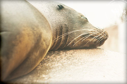 resting sea lion
