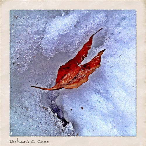Leaf on ice 1 by rchoephoto
