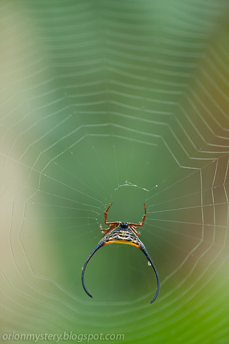 macracantha arcuata, long horned orb weaver spider IMG_9091 copy