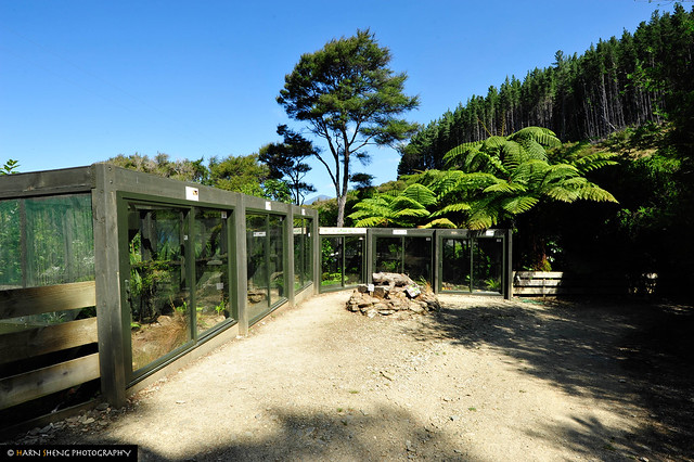 Green gecko enclosure