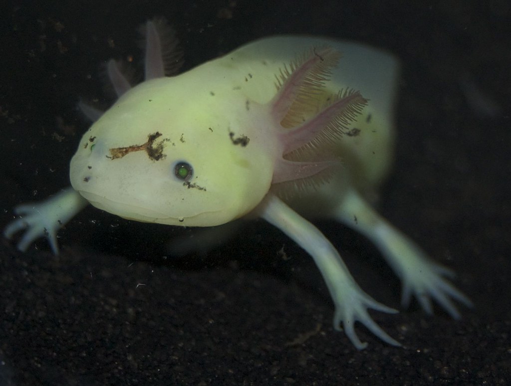gfp leucistic axolotl
