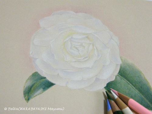 2013_03_19_camellia_03_s by blue_belta
