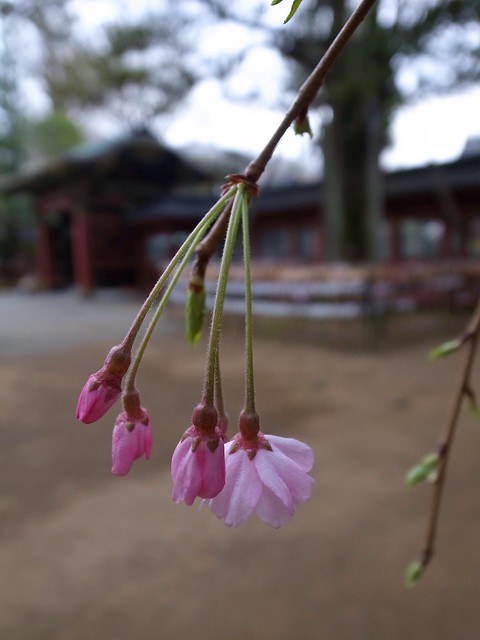 根津神社（Nedujinja Shrine）