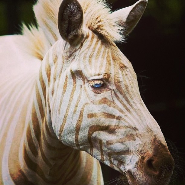 white golden striped zebra found in Hawaii #fuckingsick #goldgame # ...