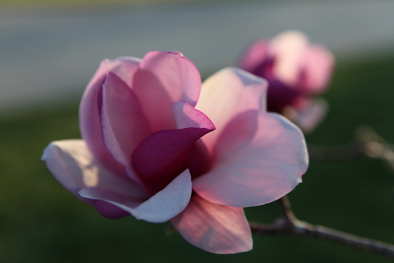 magnolia_55