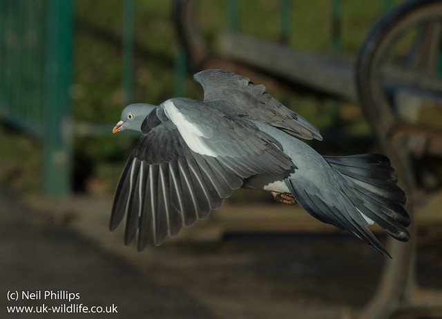 wood pigeon in flight