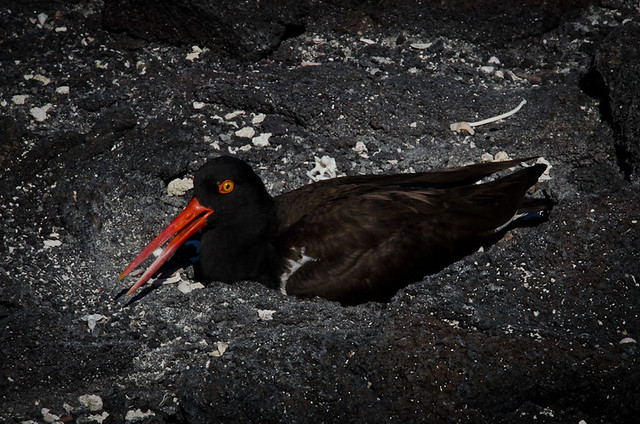 Galapagos Birds: American Oystercatcher