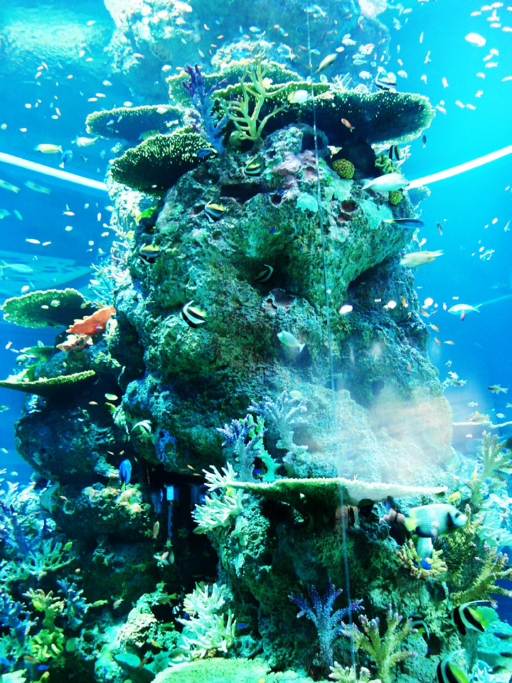 corals S.E.A. Aquarium world’s largest aquarium