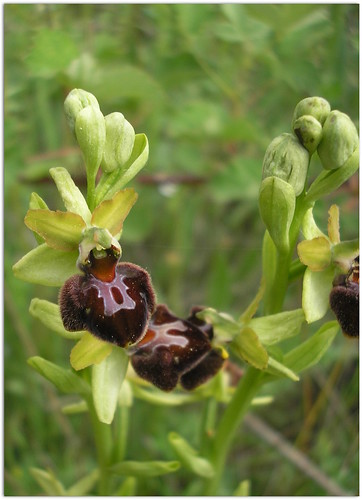 Ophrys spheg.. 170511 6