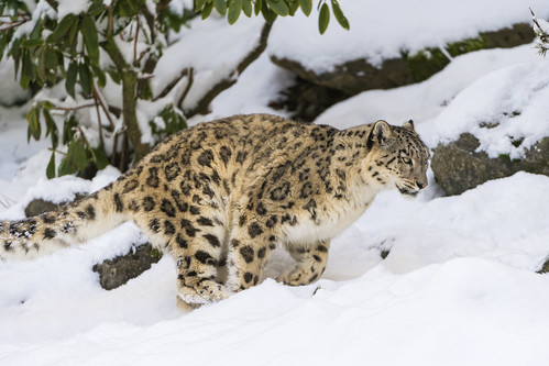 Djamila running in the snow by Tambako the Jaguar
