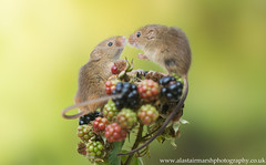 Harvest Mice