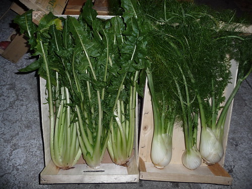 'Catalonia' chicory and fennel