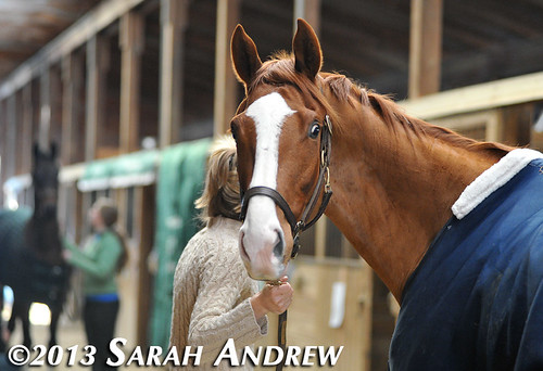 Alluring Punch at the MD Horse World Expo