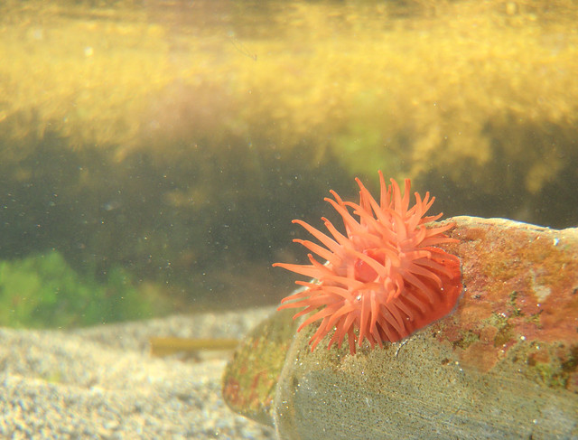 Beadlet sea anemone