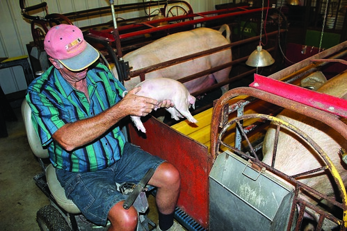 Mark Hosier checks on a piglet. Raised stalls enables Hosier to reach in to tend to the animals. Hosier works with the NIFA-funded AgrAbility Program to overcome disabilities and continue working as an agricultural producer.  Photo courtesy of National Swine Registry/Seedstock EDGE.