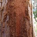 Garden Inventory: Sequoia sempervirens - 10