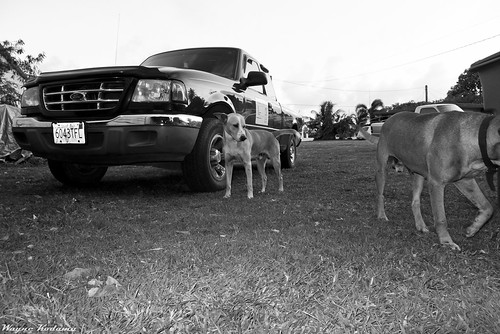 Two Dogs and a Ford