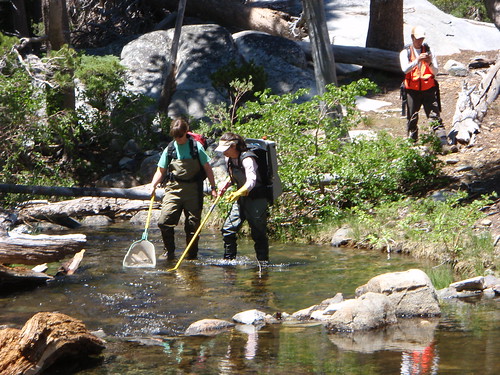 Forest Service crews survey fish species in Lake Tahoe Basin streams. Data shows that invasive species now outnumber native fish. (Maura Santora/U.S. Forest Service)