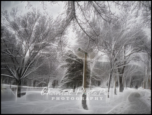 The Day after a Snowstorm by Chantal PhotoPix