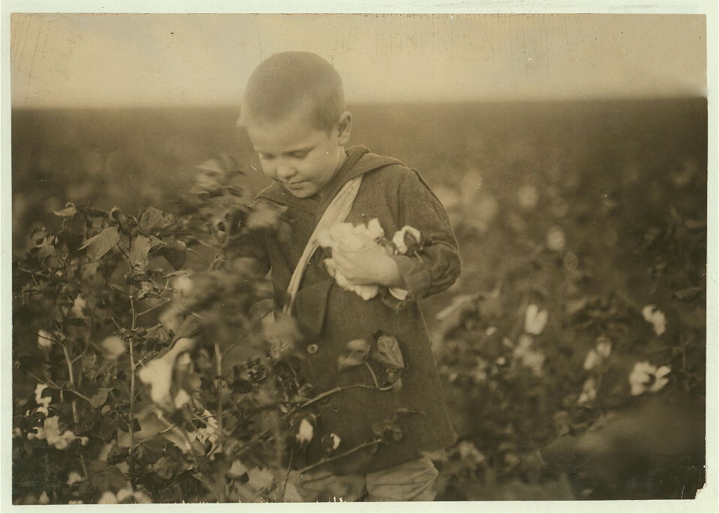 Four year old cotton picker. Children come out to this farm from the town to pick cotton outside of school hours. Ages range from four and six years (ages of the two youngest boys who pick regularly) up to fifteen and more. Two adults. Location: Waxahachie [vicinity], Texas.