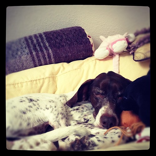 He's just a big baby #germanshorthairpointer #dog