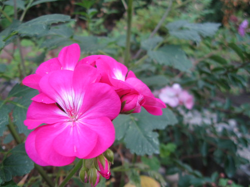 rose pink geranium