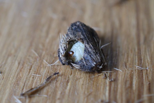 Metzneria lappella - larva in hibernaculum